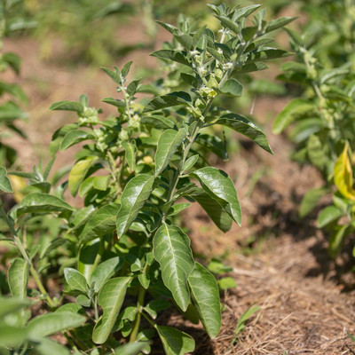 Withania Ashwagandha